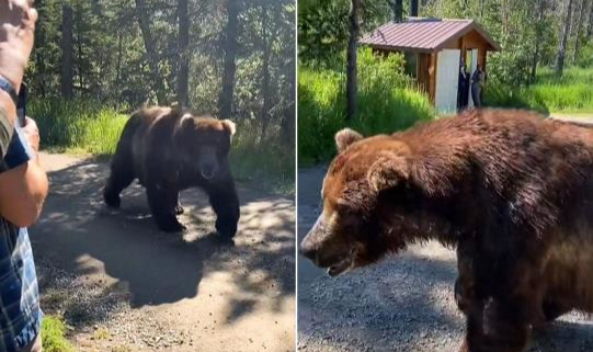 Alaska'da Ayıyla Yüz Yüze Geldiler