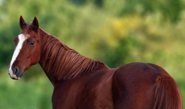Çaldığı Atı Evde Saklayınca Yakayı Ele Verdi