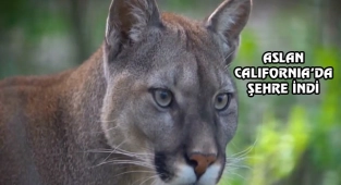 California'da Aslan 5 Yaşındaki Çocuğa Saldırdı