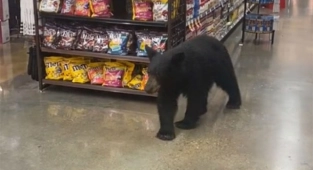 California'da Markete Ayı Girdi