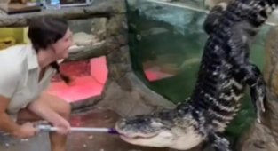 KaçaK Timsah TikTok Yıldızı Oldu
