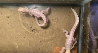 Yumurtadan Bebek Albino Timsahlar Çıktı 