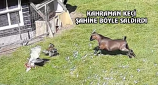 Kahraman Keçi, Tavuğu, Böyle Kurtardı