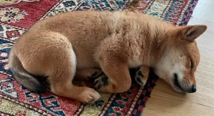 Köpeğin İsmi Kripto Piyasasını Uçurdu