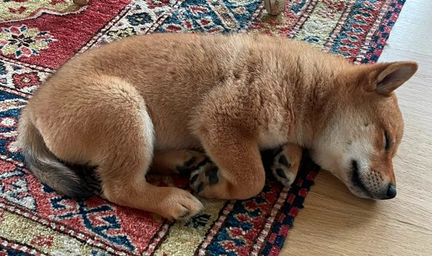 Köpeğin İsmi Kripto Piyasasını Uçurdu