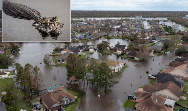 Louisiana'da Sele Kapılan Adama Timsah Saldırdı