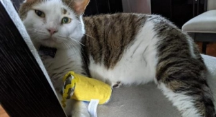 New York'ta Uçaktan Kaçan Kedi 