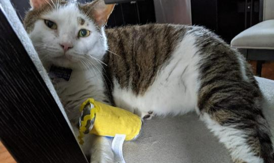 New York'ta Uçaktan Kaçan Kedi