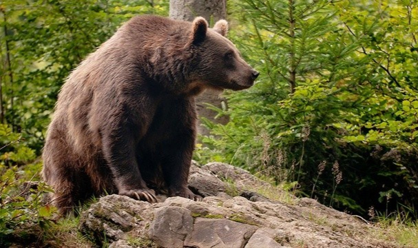 400 Kiloluk Ayıdan Bakın Nasıl Kurtuldu