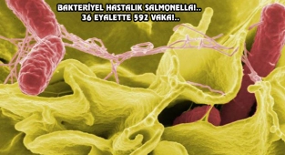 ABD'de 'Salmonella' Salgını Başladı!