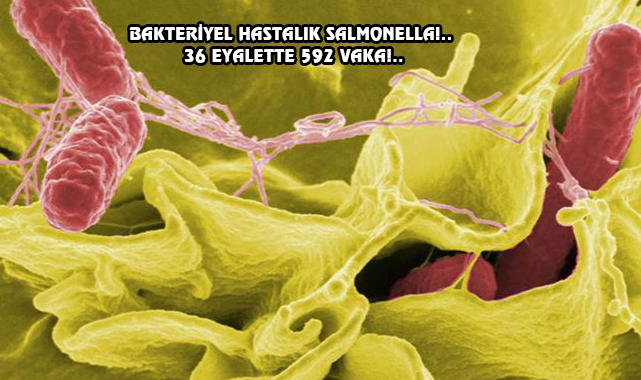 ABD'de 'Salmonella' Salgını Başladı!