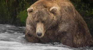 Alaska'da Şişman Ayı Haftası'nın Kazananı Açıklandı
