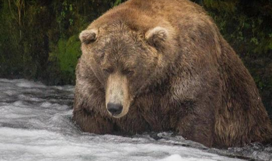 Alaska'da Şişman Ayı Haftası'nın Kazananı Açıklandı