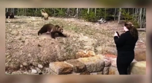 Ayılara Yaklaşan Kadına Hapis Cezası 