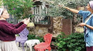 Burcu Biricik, Ayvalık'ta zeytin topladı