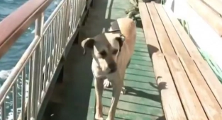 İstanbullu Gezgin Köpek 'Boji' ABD Basınında