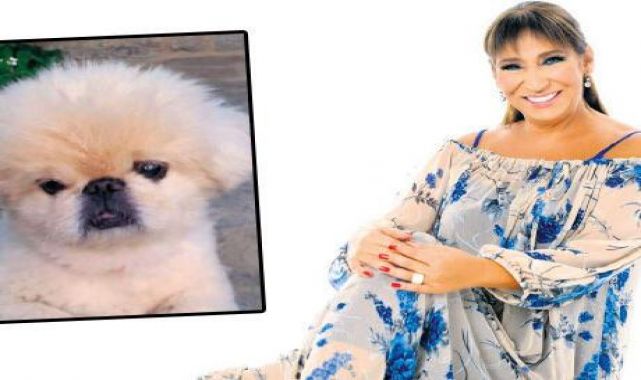 Köpeği kanser oldu