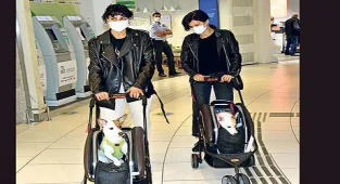 Köpekler arabada