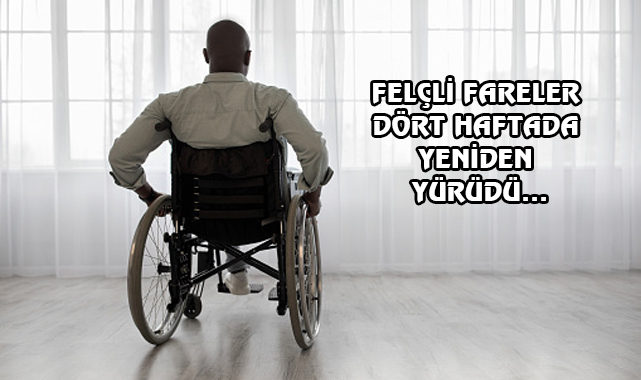 ABD'li Bilimadamları Sayesinde Felç, Tarih Oluyor!