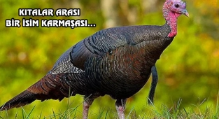 Amerikalılar, Türkiye'ye Neden 'Turkey' Der?