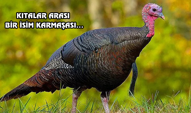 Amerikalılar, Türkiye'ye Neden 'Turkey' Der?