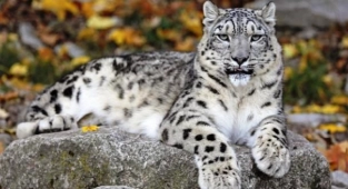 Kar Leoparları Koronovirüsten Öldü 