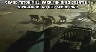 Wyoming'de, Şehri Ayılar Bastı