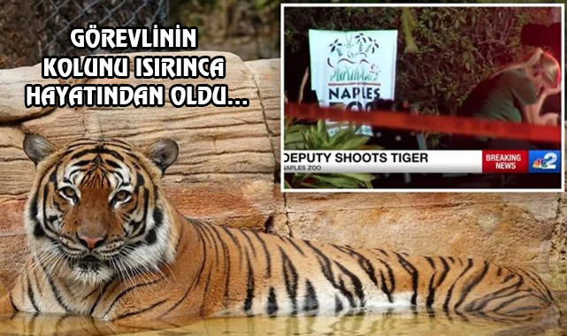 Florida'daki Hayvanat Bahçesinde Kaplan Vuruldu