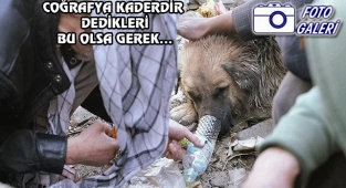 Kabil'in Eroinman Köpekleri