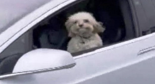 Köpek Sürücü Koltuğuna Geçerse