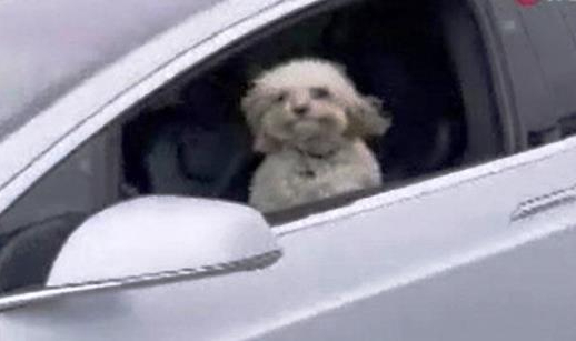 Köpek Sürücü Koltuğuna Geçerse