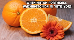Washington Portakalının Adı Nereden Geliyor?