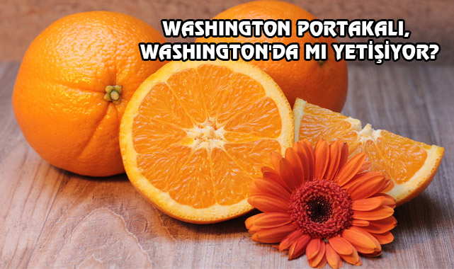 Washington Portakalının Adı Nereden Geliyor?