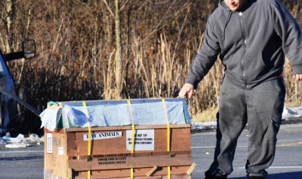 Akıl Almaz Kazada 3 Maymun Kayboldu