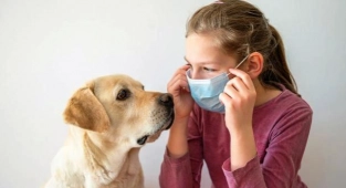 Amerika'da Köpekler Koronavirüsü Tespit Edecek