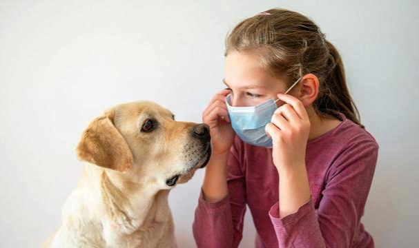 Amerika'da Köpekler Koronavirüsü Tespit Edecek