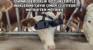 İneklerinin Süt Verimini VR Gözlüklerle Arttıran Türk