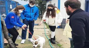 Kıvanç Tatlıtuğ-Başak Dizer çiftinden sokak hayvanları için destek sözü