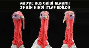 ABD’de 'Kuş Gribi' Hortladı...