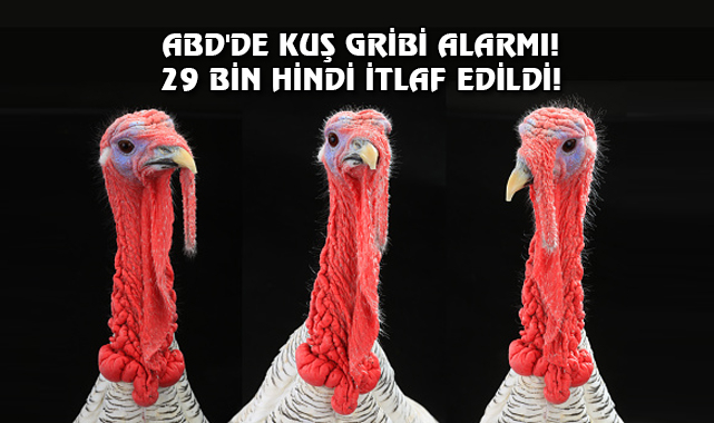 ABD’de 'Kuş Gribi' Hortladı...
