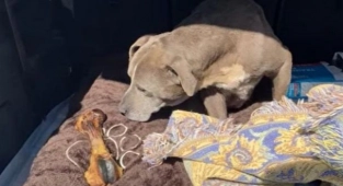 Kayıp köpek 12 yıl sonra sahibine kavuştu