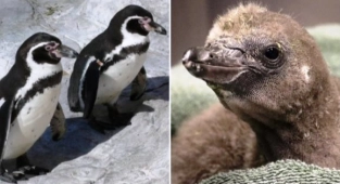New York'taki Eşcinsel Penguenlerin Yavrusu Oldu