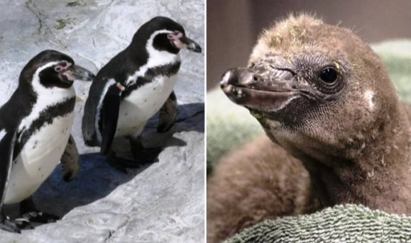 New York'taki Eşcinsel Penguenlerin Yavrusu Oldu