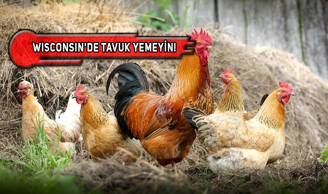 ABD'de Kuş Gribi Alarmı!