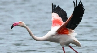  Firari Flamingo, 17 Yıl Sonra Görüntülendi