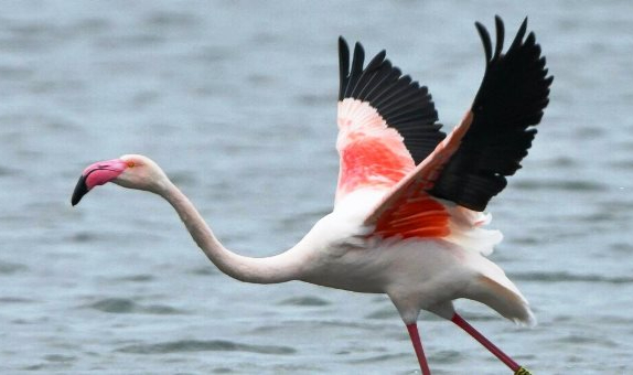 Firari Flamingo, 17 Yıl Sonra Görüntülendi