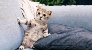 Genetikçiler "alerji yapmayan kedi" Üretecek