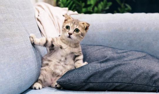Genetikçiler "alerji yapmayan kedi" Üretecek