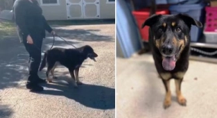 Gey Köpeğe Yuva Aranıyor