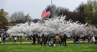 Washington'da Kiraz Ağaçları Çiçek Açtı